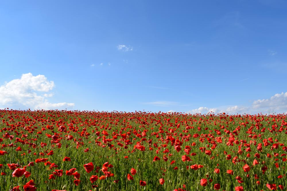 Pipacs születik és gyönyörű mező lesz belőle 10