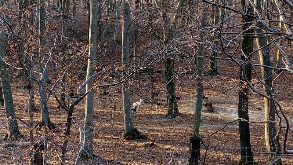 albino2